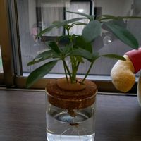 パキラの画像