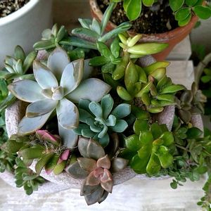寄せ植え,多肉植物,多肉植物寄せ植え,多肉の寄せ植え,リビング・ダイニングの画像