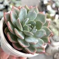 エケベリア,ホワイトロビン,多肉植物,エケベリア属,多肉植物 エケベリアの画像