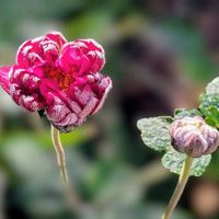 クレマチス,シュウメイギク•ダイアナ,シュウメイギク（秋明菊）,八重咲き秋明菊(ピンク),ヒノキのシルエットの画像