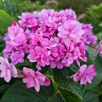 アジサイ,感謝,花のある暮らし,いつまでも,き　れ　い❤の画像