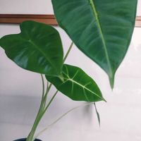 アロカシア・グリーンベルベット,アロカシア・アイボリーコースト,観葉植物,インドアグリーン,葉っぱ好きの画像