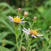 ノコンギク,GSに感謝。,筑波山,植物観察,植物散策の画像