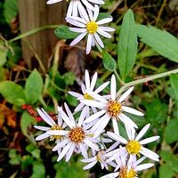 ノコンギク,山野草,秋のお花,山梨の家,庭の画像
