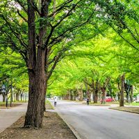 銀杏,イチョウ,北海道,イチョウ並木, イチョウの木の画像