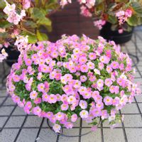 ミリオンベル,ミリオンベル　アンティークピーチ,サントリー フラワーズ,花と生きるサントリー,サンフラびとの画像