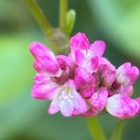 ゴールデンボーダー,ゴールデンボーダー,蓼藍(タデアイ),蓼藍(タデアイ),藍の花の画像