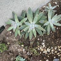 エケベリア,地植え多肉の画像