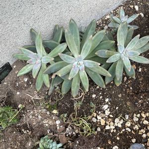 エケベリア,地植え多肉の画像