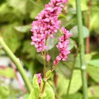 藍の花,秋の花,花のある暮らし,今日のお花,10月の画像