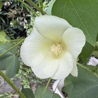 オシロイバナ,綿の花,白花オシロイバナ,白花オシロイバナ,白い花の画像