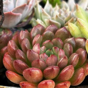 ピンクルルビー, シルエット,だるま姫秋麗×スプリングワンダー,多肉植物,多肉寄せ植えの画像