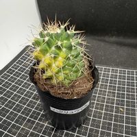 サボテン,ハクリュウマル,白竜丸錦,多肉植物,ダイソーの画像