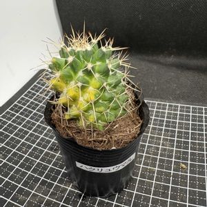サボテン,ハクリュウマル,白竜丸錦,多肉植物,ダイソーの画像