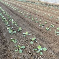 キュウリ,種から,野菜苗,実家の畑,みんな最高の画像
