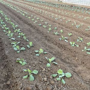 キュウリ,種から,野菜苗,実家の畑,みんな最高の画像