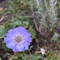スカビオサ,ガーデニング,マイガーデン,手作りの庭,花のある暮らしの画像
