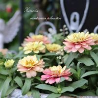 秋の寄せ植え,ジ二ア,寄せ植え,庭の花,花のある暮らしの画像
