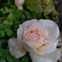 バラ　プリンセスヴェール,玄関アプローチの画像