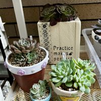 多肉植物,植え替え,葉挿し,群生,GSのみなさんに感謝♡の画像