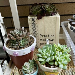 多肉植物,植え替え,葉挿し,群生,GSのみなさんに感謝♡の画像