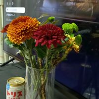 キク,キク,花のある暮らし,幸せな時間,四季を感じるの画像