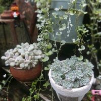 だるま秀麗,プロリフィカ,多肉植物,多肉大好き,ガーデニングの画像