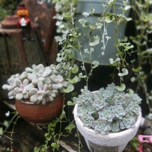 だるま秀麗,プロリフィカ,多肉植物,多肉大好き,ガーデニングの画像