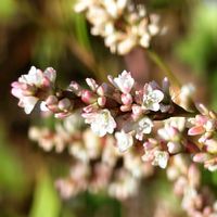 アイ,ツルボ,山野草,今日のお花,お出かけ先の画像