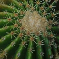 ハオルチア,多肉植物,観葉植物,塊根植物,サボテン科の画像
