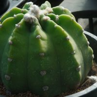 ハオルチア,多肉植物,観葉植物,塊根植物,サボテン科の画像