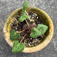 コリウス,シクラメン,ラベンダー,カルーナ,オレガノケントビューティーの画像