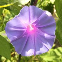 アサガオ,朝顔,あさがおの画像