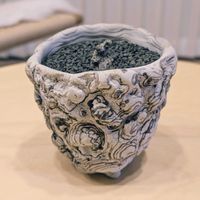 塊根植物,珍奇植物,ビザールプランツ,チレコドン属の画像