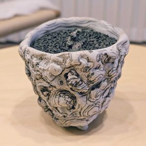 塊根植物,珍奇植物,ビザールプランツ,チレコドン属の画像