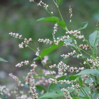 ススキ,ノコンギク﹙野紺菊﹚,アイ(藍),イタドリ（虎杖）,ノダケ(野竹)の画像