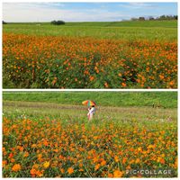 キバナコスモス,いつもありがとう♡,そら,神様ありがとう,龍神様の画像