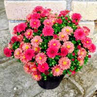 キク,ガーデンマム,鉢植え,ピンクの花,ピンクワールドへ ようこその画像