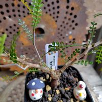 シンゴニゥム,塊根植物,買い物備忘録の画像