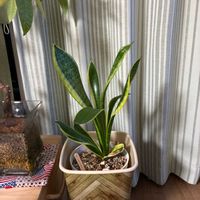 サンスベリアの画像