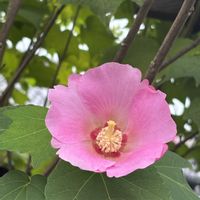 フヨウ,芙蓉,にゃんこ,芙蓉 (フヨウ),ネコ好きの画像