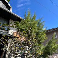 ティーツリー,シンゴニウム チョコレート,紫木蓮,きくいもの花,四季咲きネムの木の画像