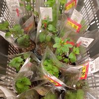 スペアミント,ペパーミント,ハーブ,家庭菜園の画像