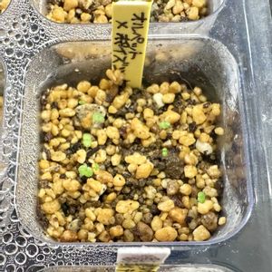 パキベリア オルペット,エケベリア ポイズン,LED栽培,神奈川タニラー,多肉男子の画像