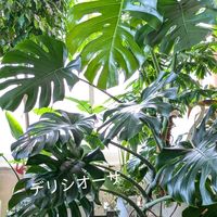 モンステラ,観葉植物の画像