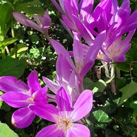 コルチカム,ナチュラルガーデン,お花のある生活,元気もらえる,ありがとう♡の画像