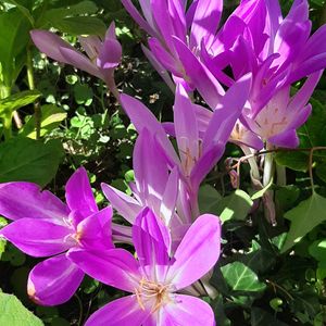 コルチカム,ナチュラルガーデン,お花のある生活,元気もらえる,ありがとう♡の画像