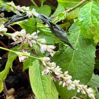 アイ,シロバナサクラタデ,シロバナタデアイ,山野草,タデ科の画像