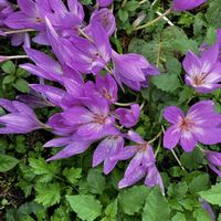 イヌサフラン,イヌサフラン,コルチカム,花に癒されて,花友さんにエールの画像