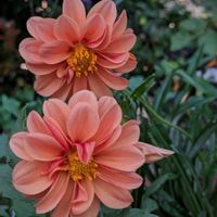 ダリア,球根,種まき,美しい,庭の画像